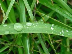 big drops of dew on green grass