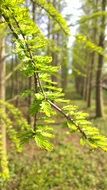 the leaves in a spring forest on a blurred background