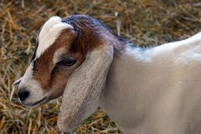 farm baby goat on a blurred background