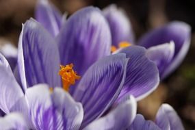 closeup of purple crocus flower