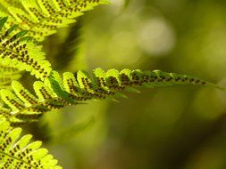 Macro photo of a fern