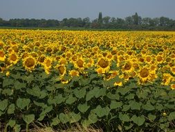 Field of the sunflowers