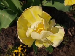Beautiful, open yellow tulip bud among the green leaves