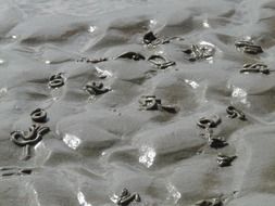 tidal zone of the Wadden Sea