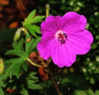 bright pink cranesbill flower closeup