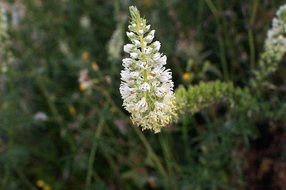 Macro picture of mignonette flower