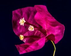 adorable pink bougainvillea blossom macro