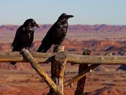 two black crows with a wooden fence