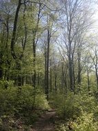 trail in the forest on a sunny day in heidelberg