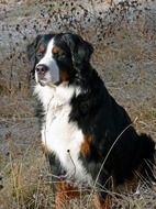 strong bernese mountain dog