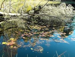 autumn is reflected in the pond