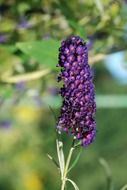 dark purple flower bouquet macro