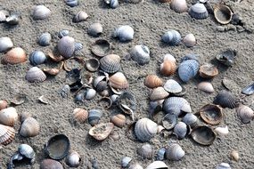natural seashells on the beach