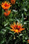 orange flora blossom close