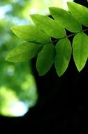 green leaves on a background of nature