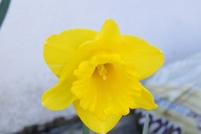 yellow daffodil flower blossom