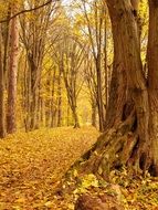The old tree in autumn