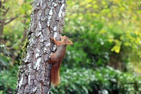 squirrel on a tree trunk