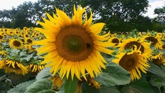 Landscape of the sunflowers on a field