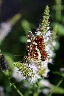 brown butterfly insect on flower close-up