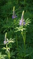 lupine ornamental plants in sunny day