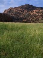 summer green meadow in california