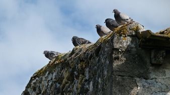 pigeons birds on wall sitting portrait