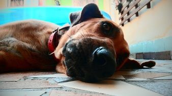 brown dog lays on his side indoor, head close up