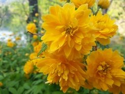 yellow flowers in nature