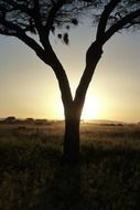 Sunset on the tree in Africa