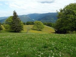 a green meadow on a mountain in Germany