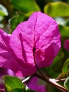intensive color of bougainvillea