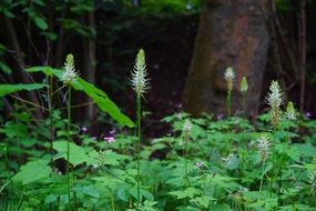 basket flower type in forest scenery