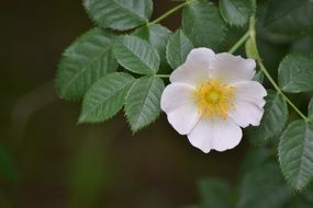white flower with a yellow center on a green bush