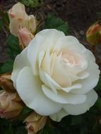 summer rose flower