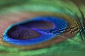 peacock feather macro photo