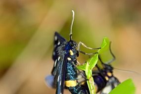 extraordinarily beautiful butterfly insect