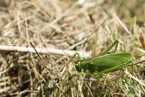 splendiferous green campaign