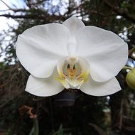 magnificent white orchid flower