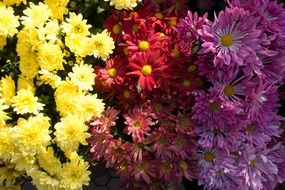 colorful aster flowers