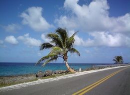landscape of palm tree at ocean coast in colombia