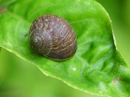 closeup photo of snail shell on a green leaf of a plant