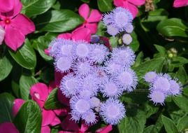 fluffy purple flowers in the garden