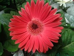 red gerbera on a bush close-up