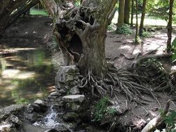 twisted roots of an old tree in the park