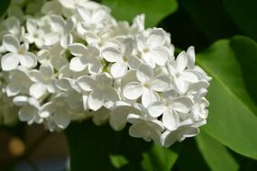 blooming white lilac on a bush