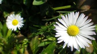 striking daisy flower