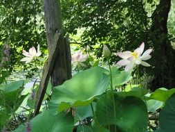 closeup photo of white water lilies in a forest pond