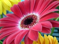 bright purple summer flower closeup