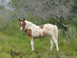 picture of the wild pony grazing in the wildlife